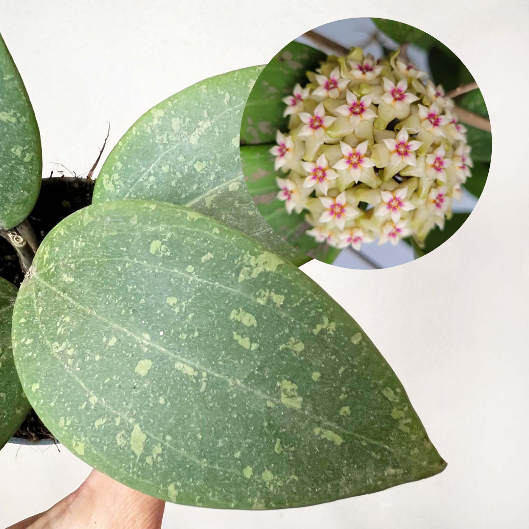 Baby Hoya wibergiae