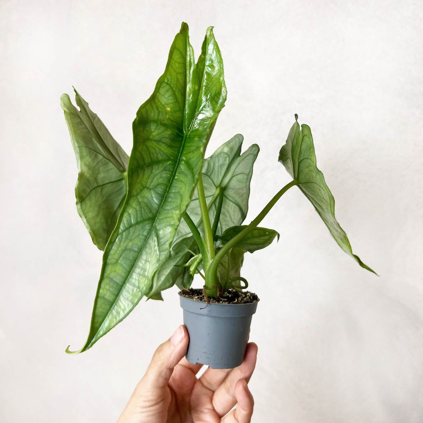 Mini Alocasia heterophylla 'Dragon's Breath'