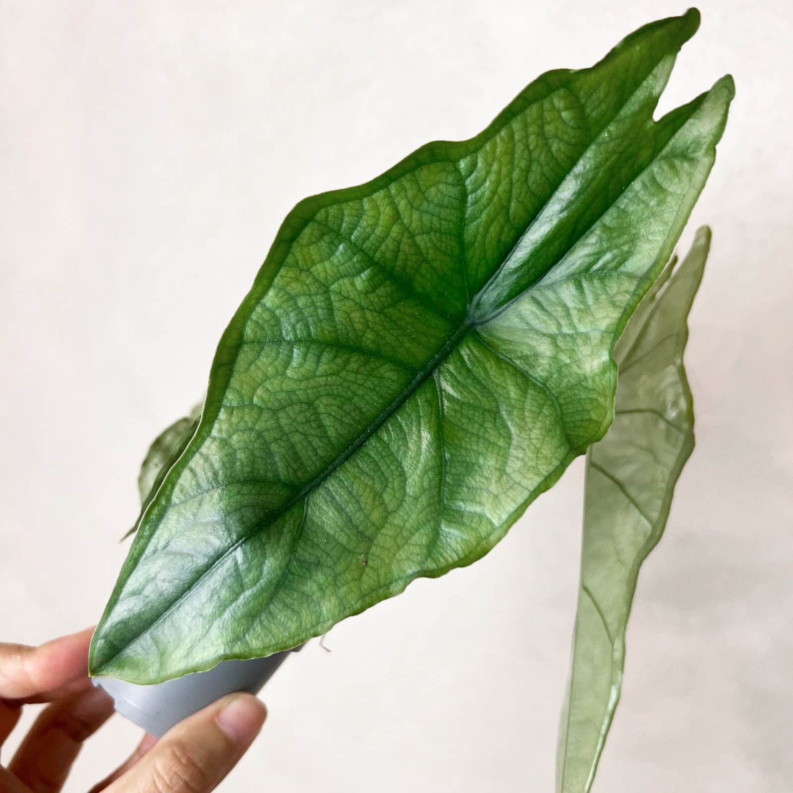 Mini Alocasia heterophylla 'Dragon's Breath'
