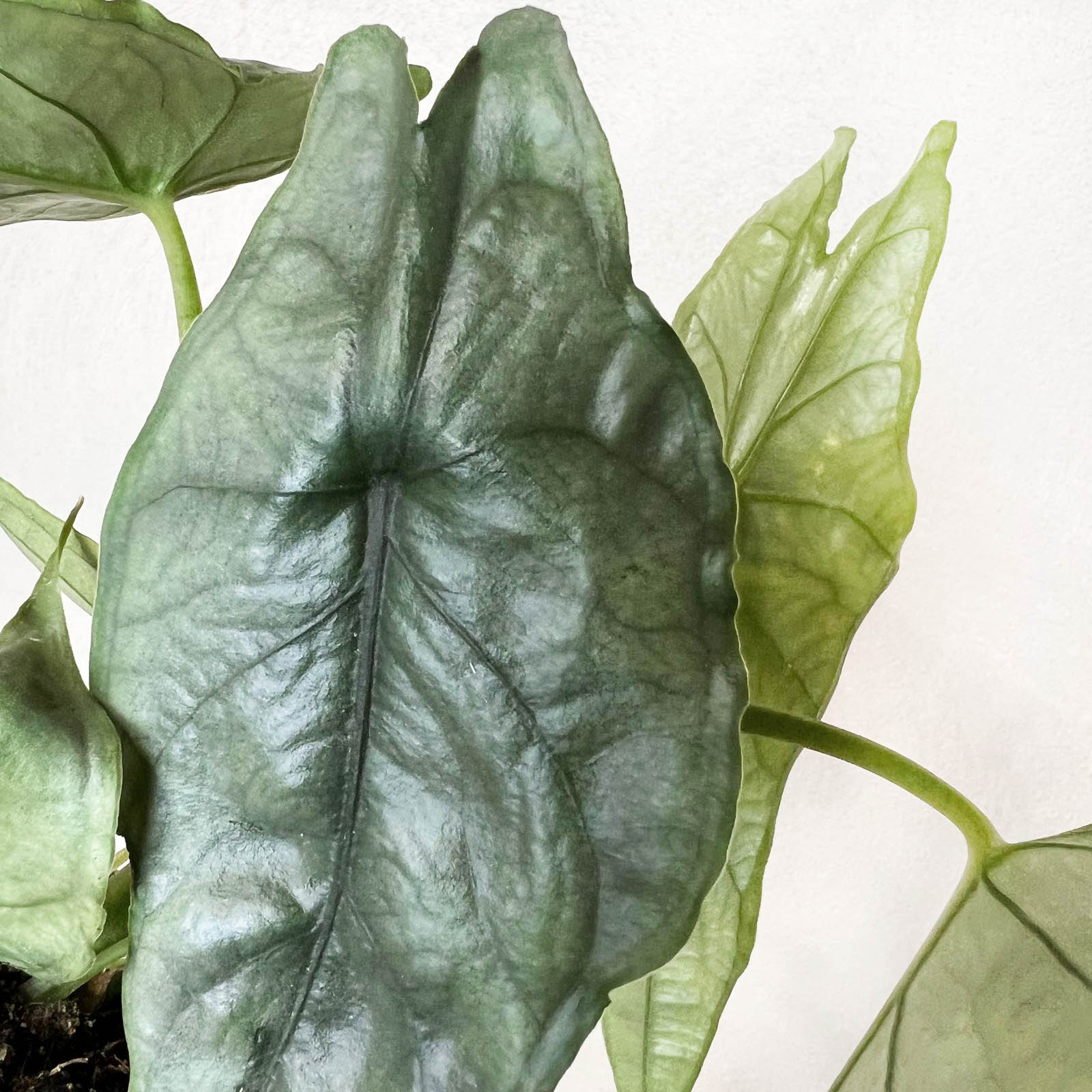 Mini Alocasia heterophylla 'Dragon's Breath'