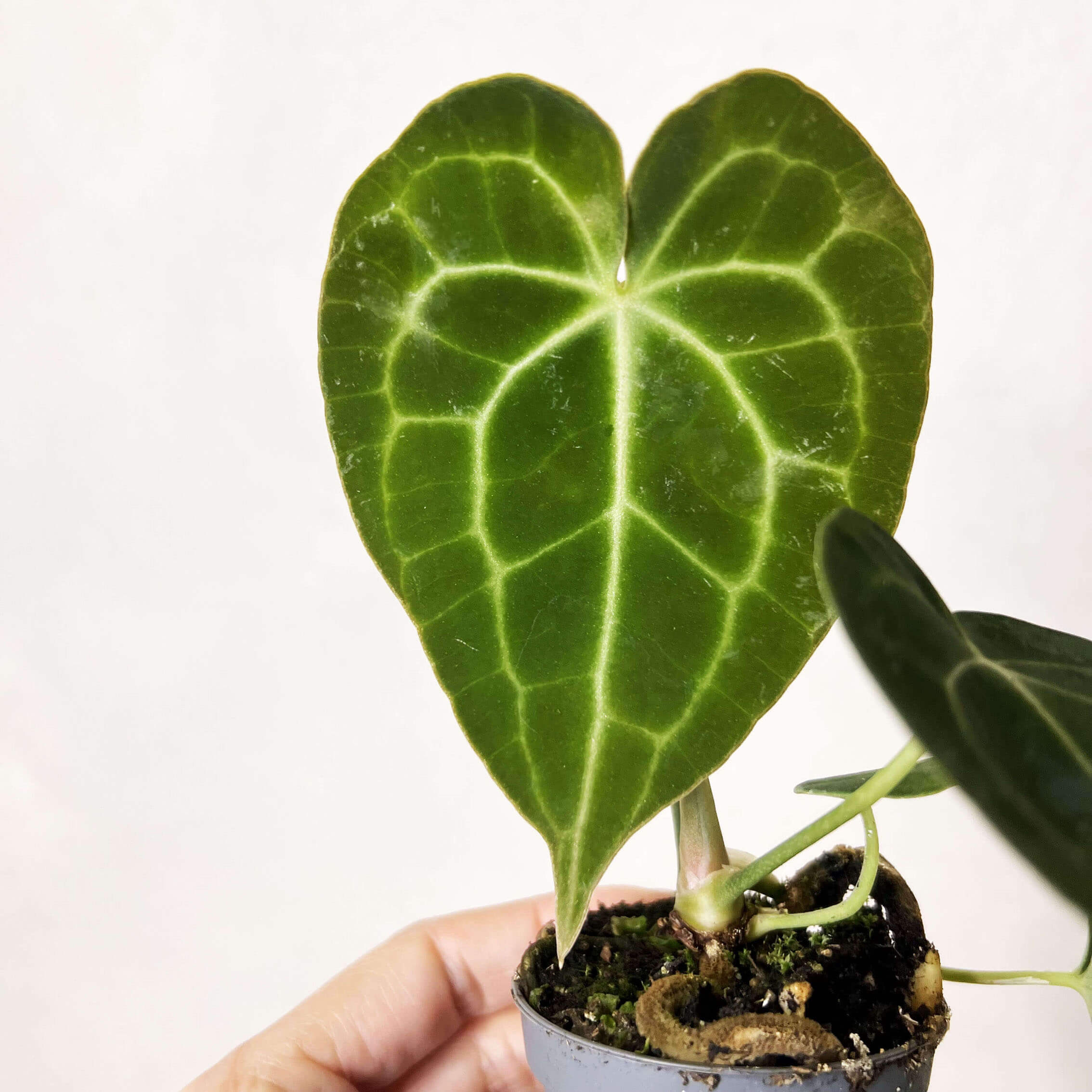 baby Anthurium Clarinervium