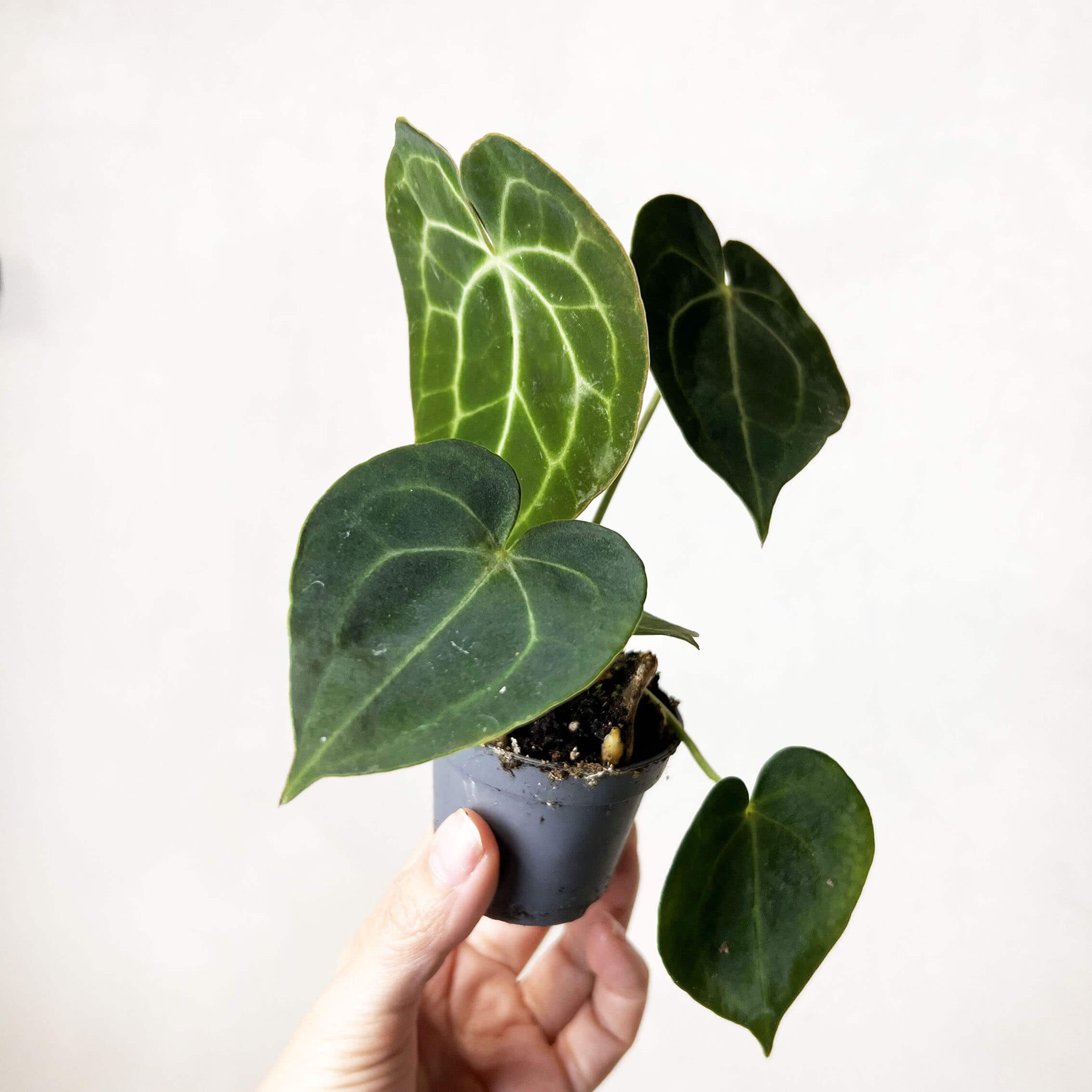 baby Anthurium Clarinervium