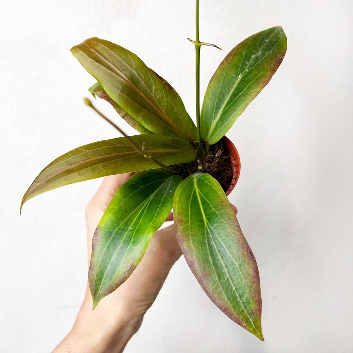 baby Hoya Soligamiana