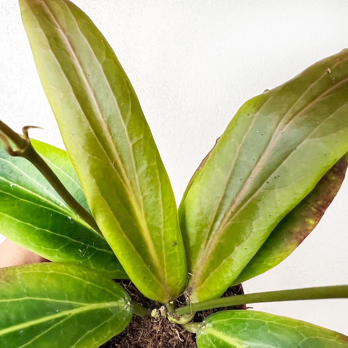 baby Hoya Soligamiana