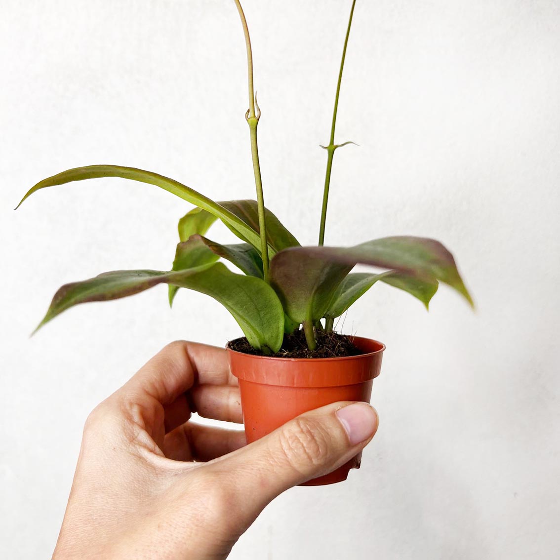 baby Hoya Soligamiana