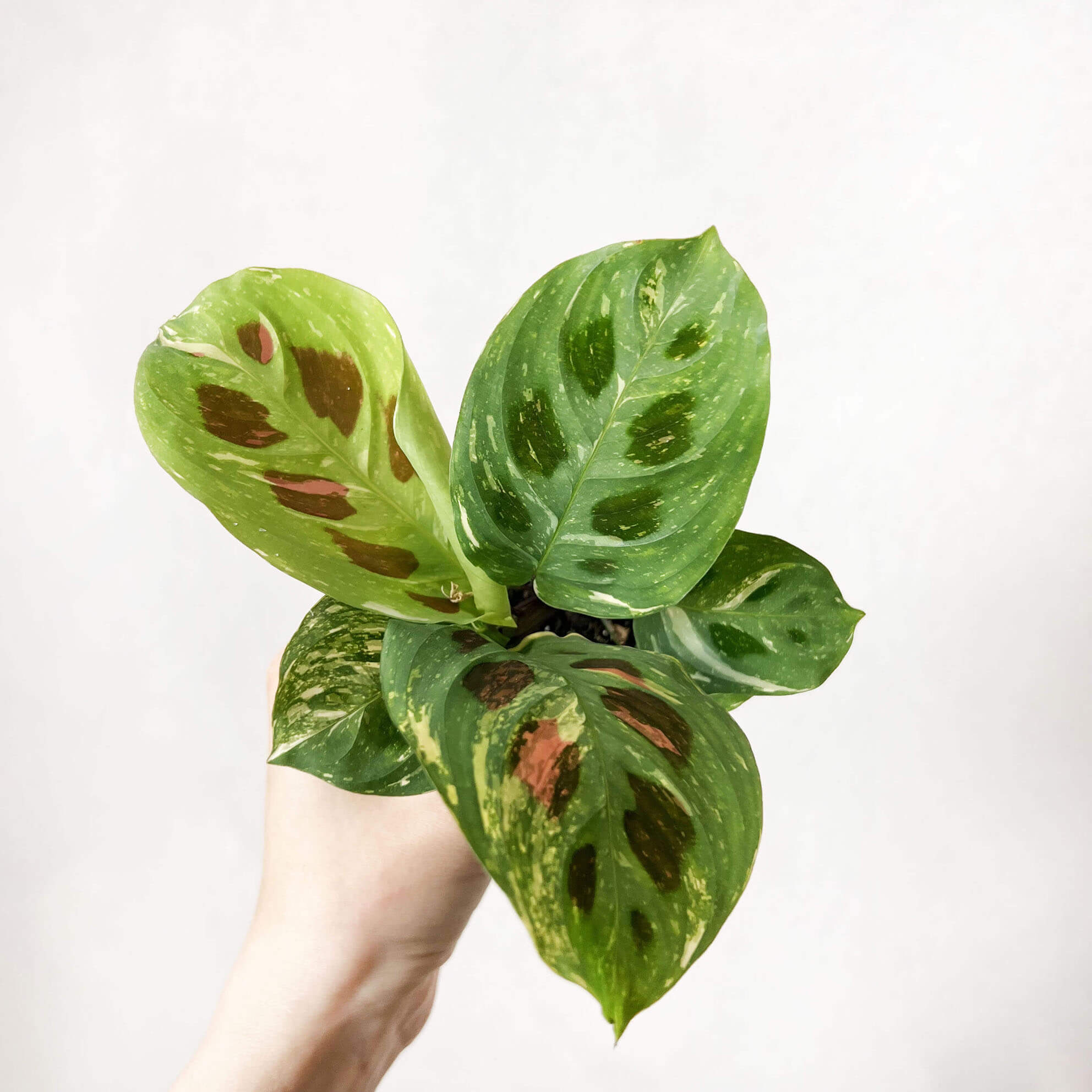 baby Maranta Leuconeura  kerchoveana Variegata