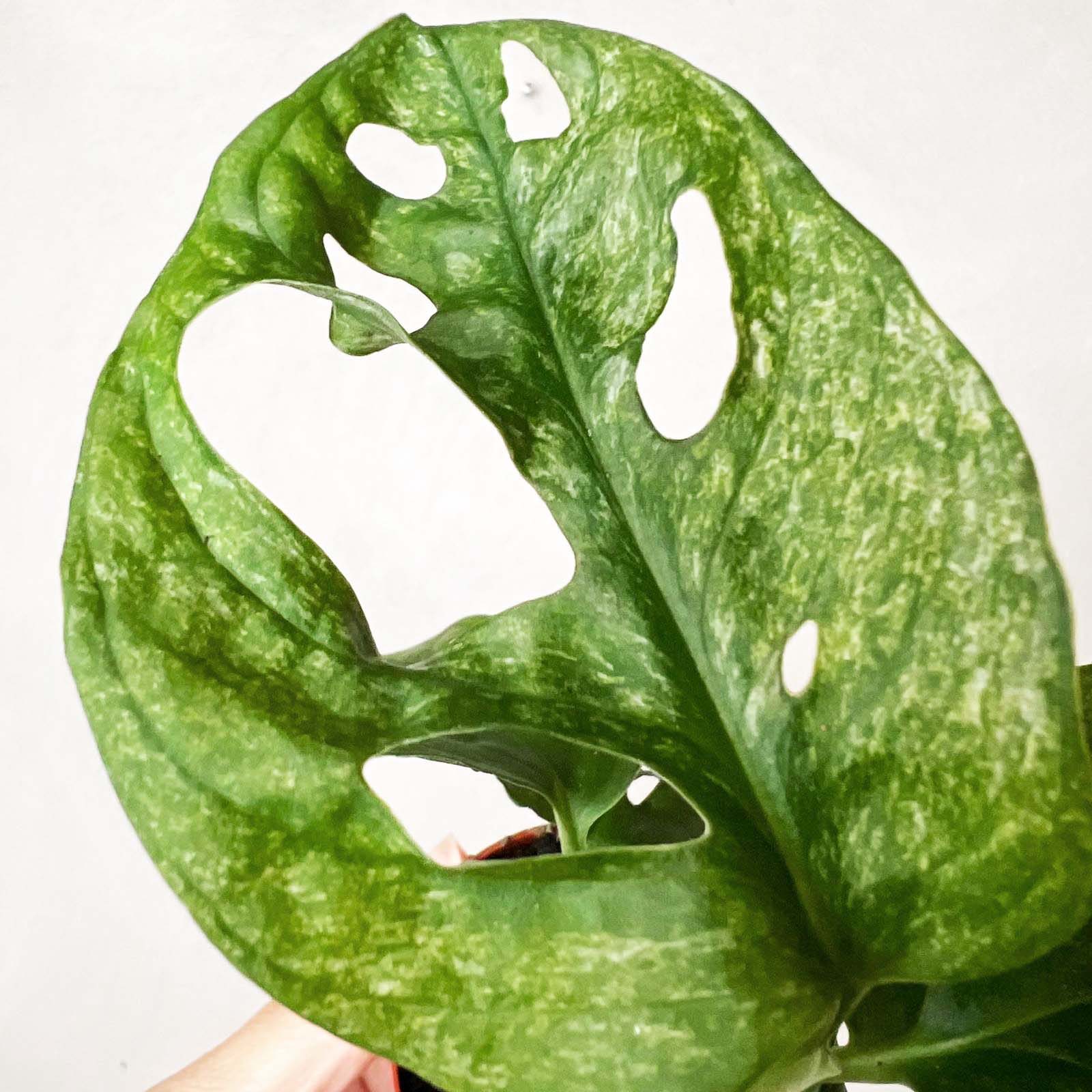 baby Monstera Adansonii mint