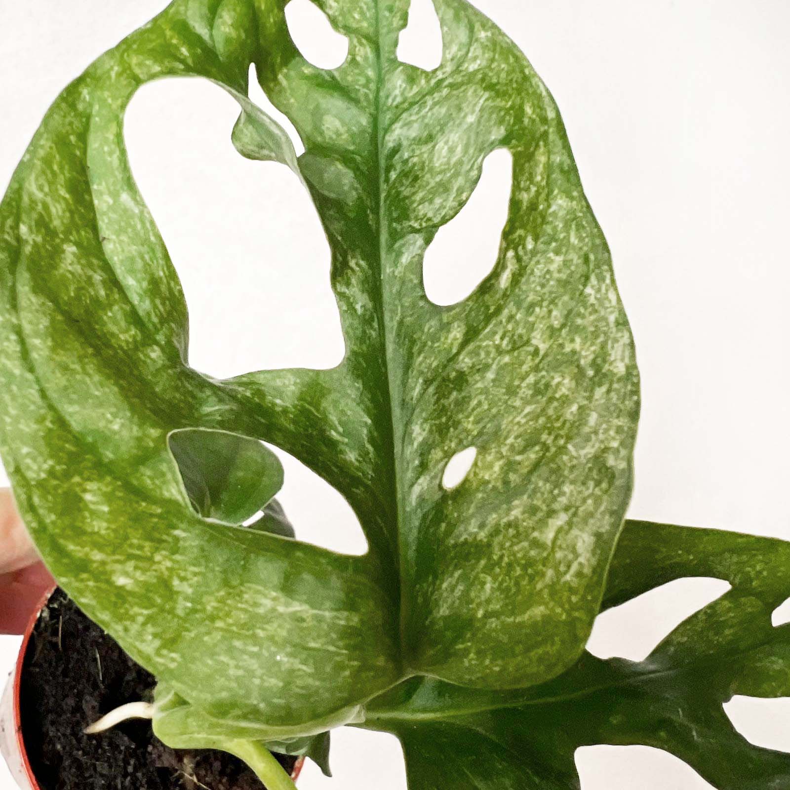 baby Monstera Adansonii mint