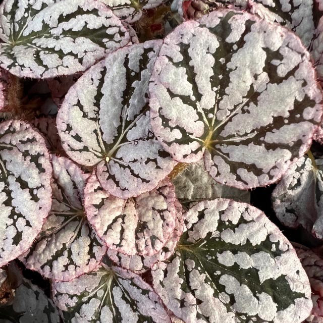baby Begonia rex Red Spirit of Bali