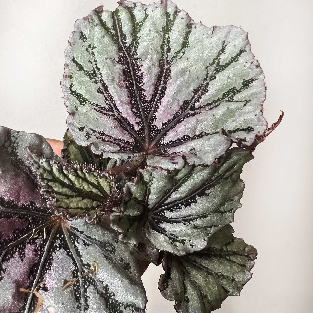 baby Begonia rex Dew Drop