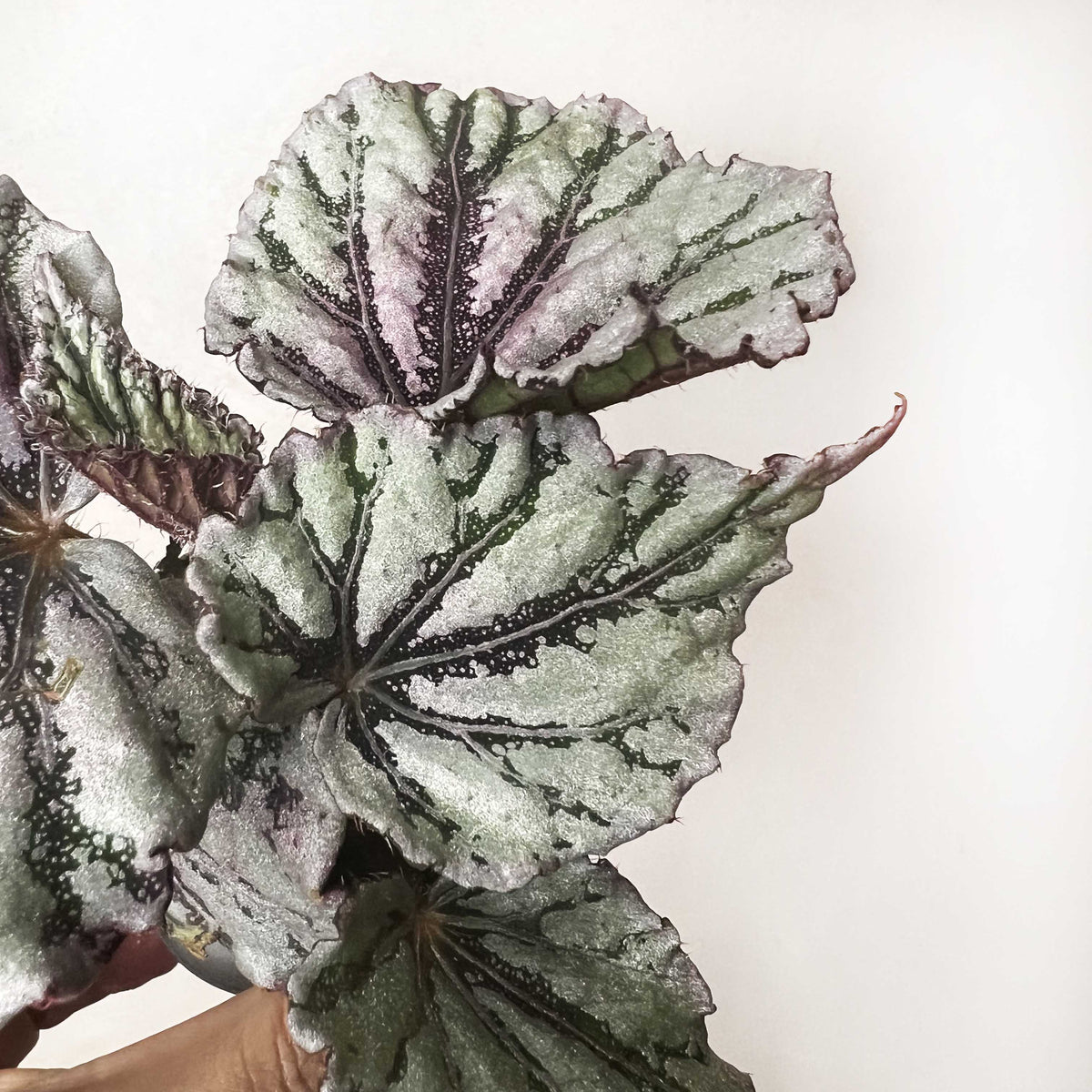 baby Begonia rex Dew Drop