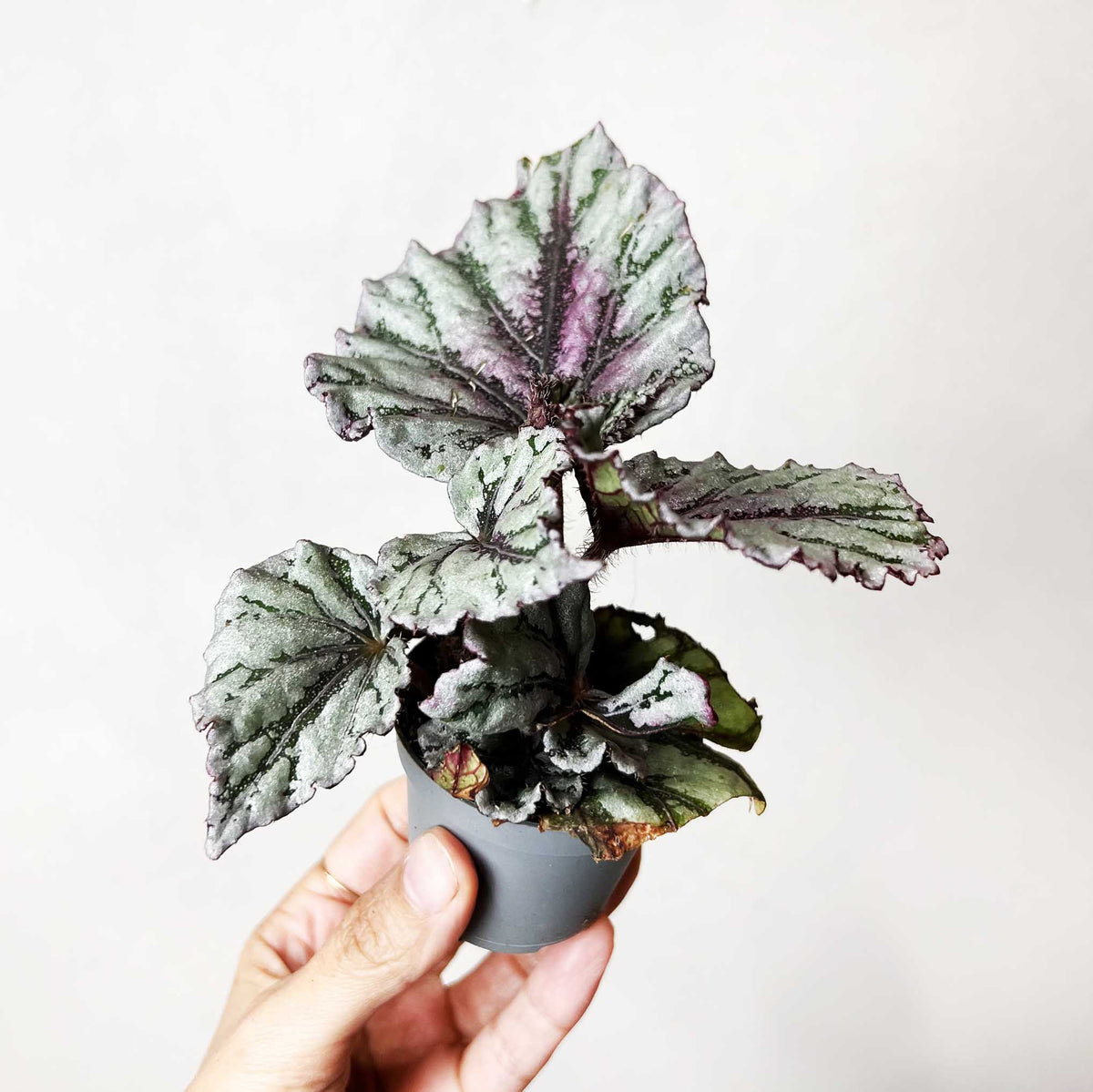 baby Begonia rex Dew Drop