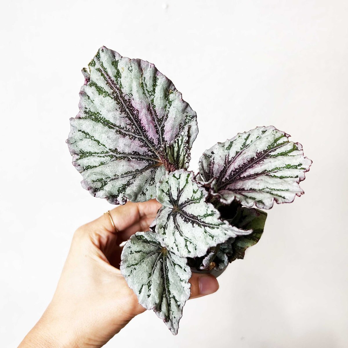 baby Begonia rex Dew Drop