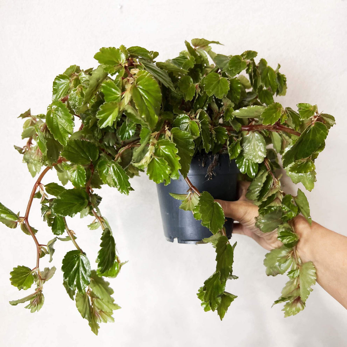 Begonia Foliosa
