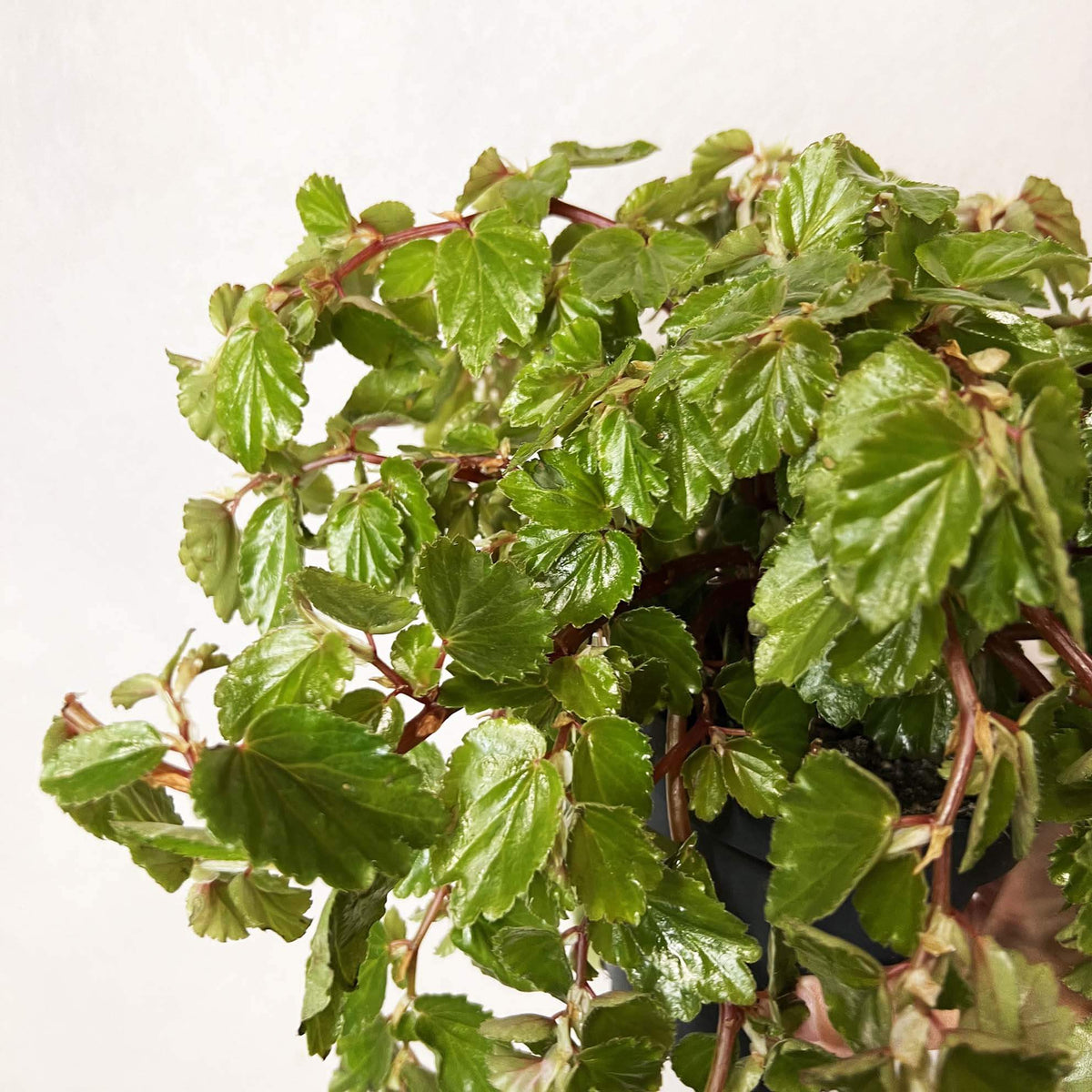 Begonia Foliosa