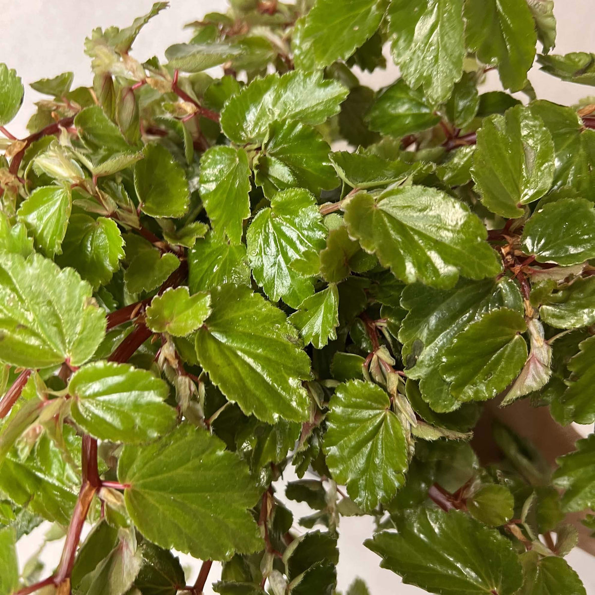 Begonia Foliosa