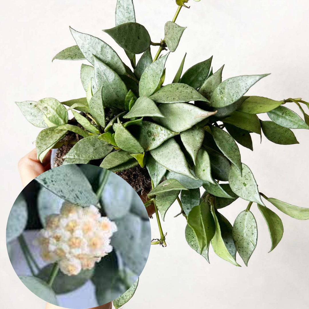 hoya Lacunosa Mint