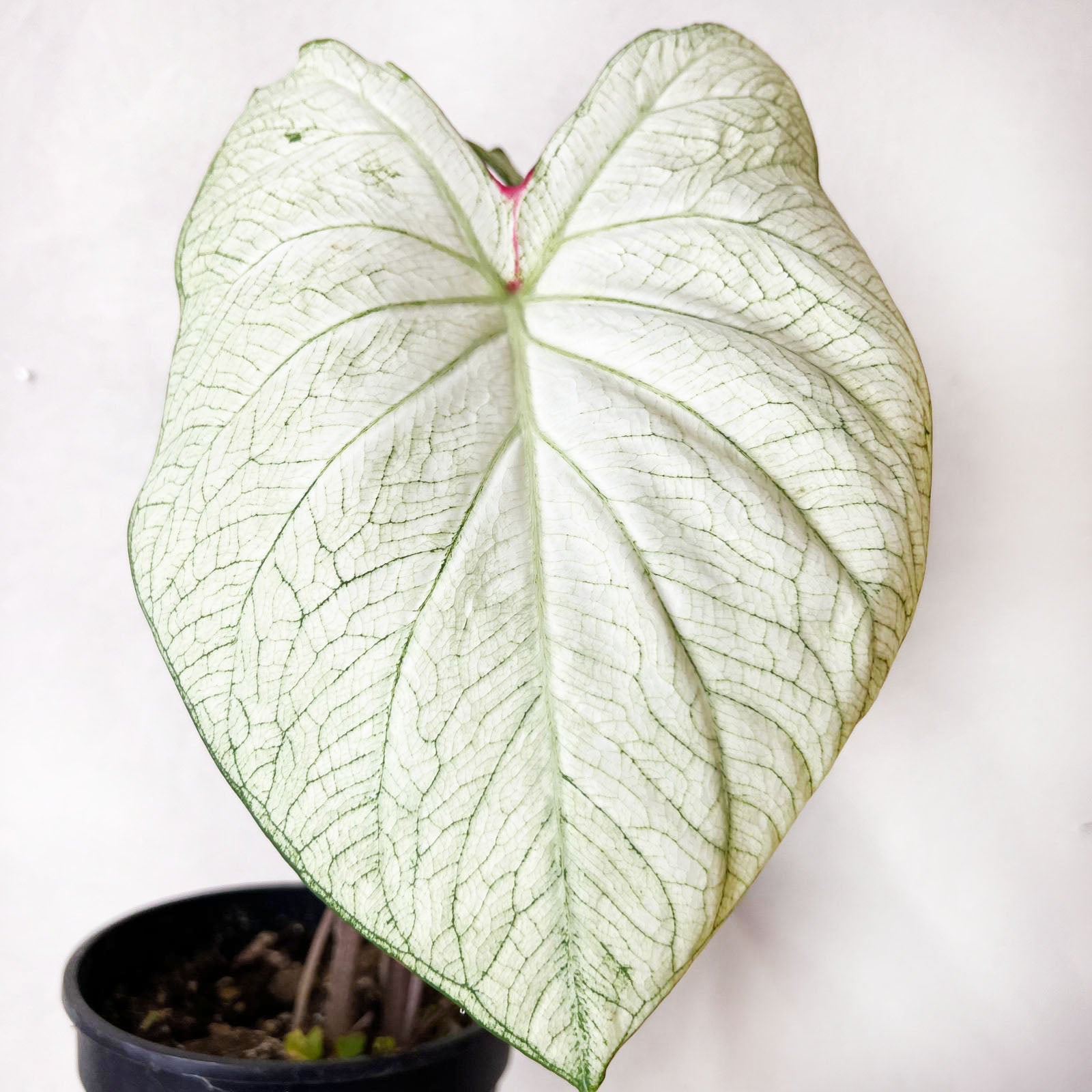 Caladium Florida Moonlight /pianta