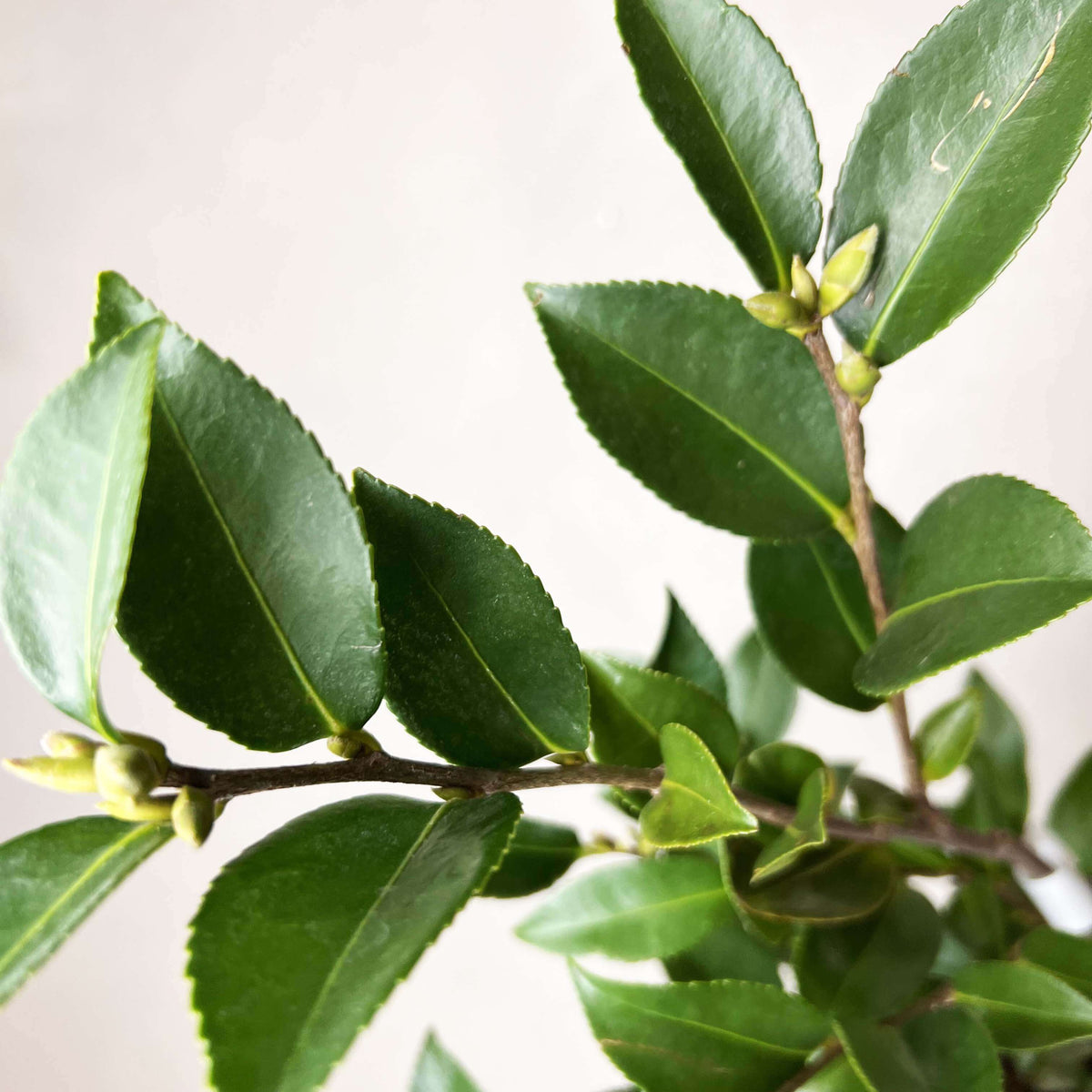 Camelia sasanqua