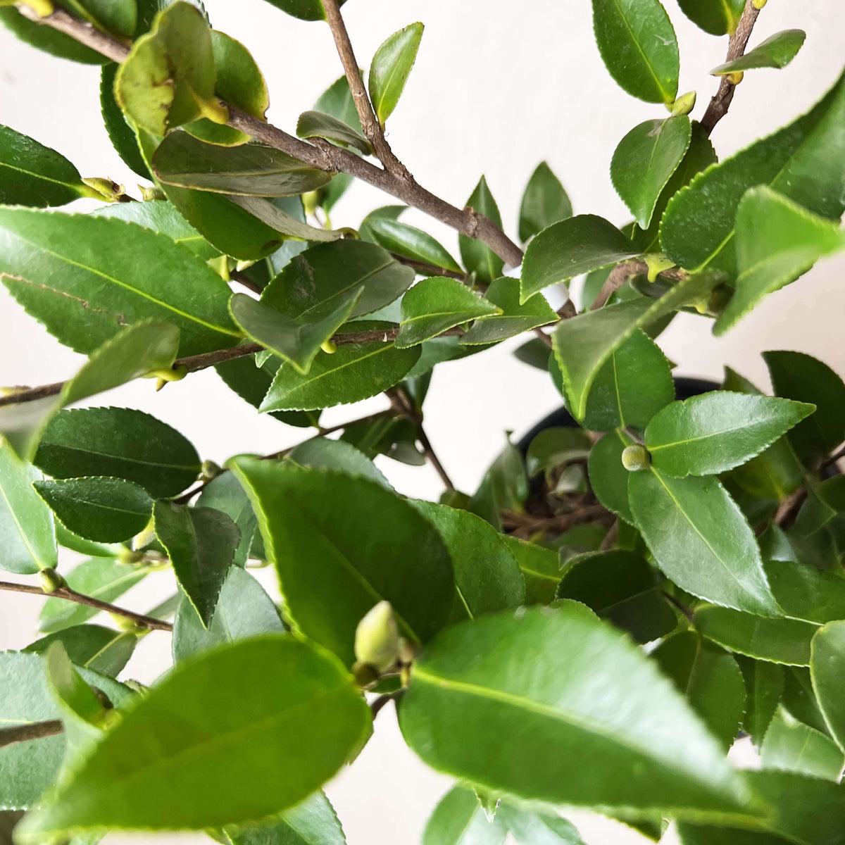 Camelia sasanqua
