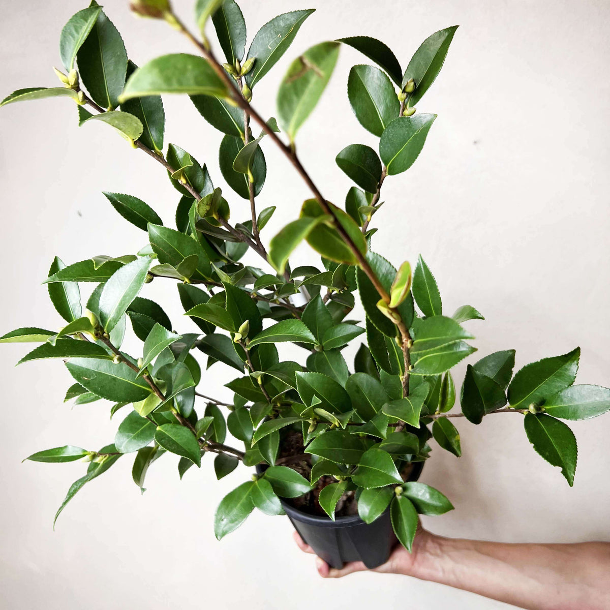 Camelia sasanqua