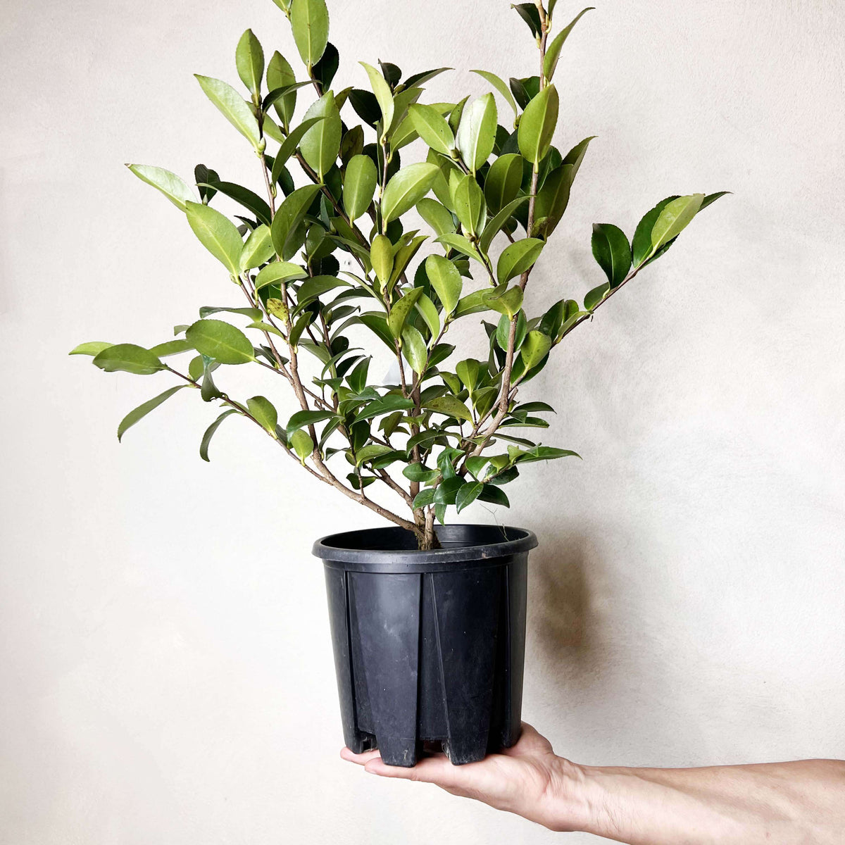 Camelia sasanqua