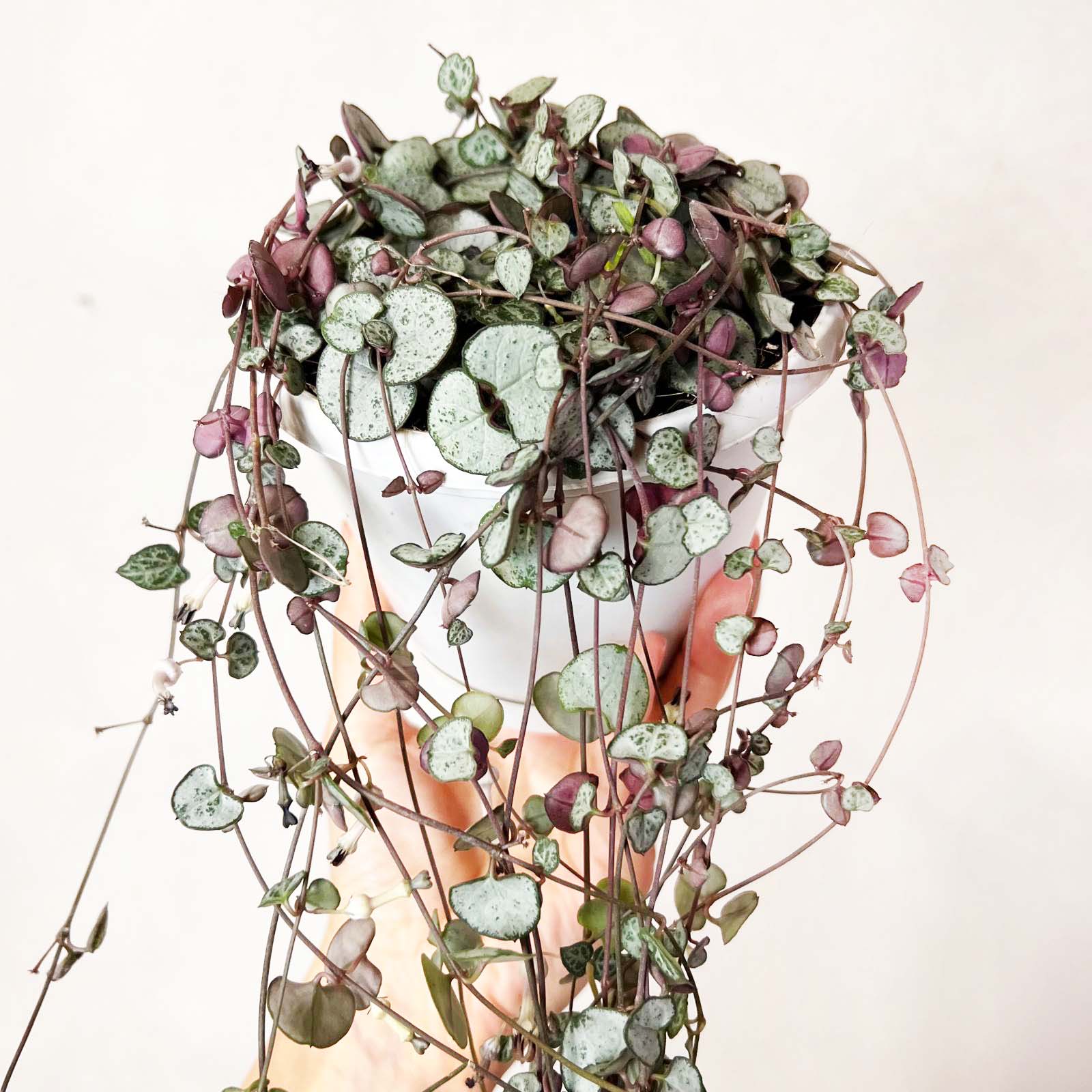 Ceropegia Silver Glory