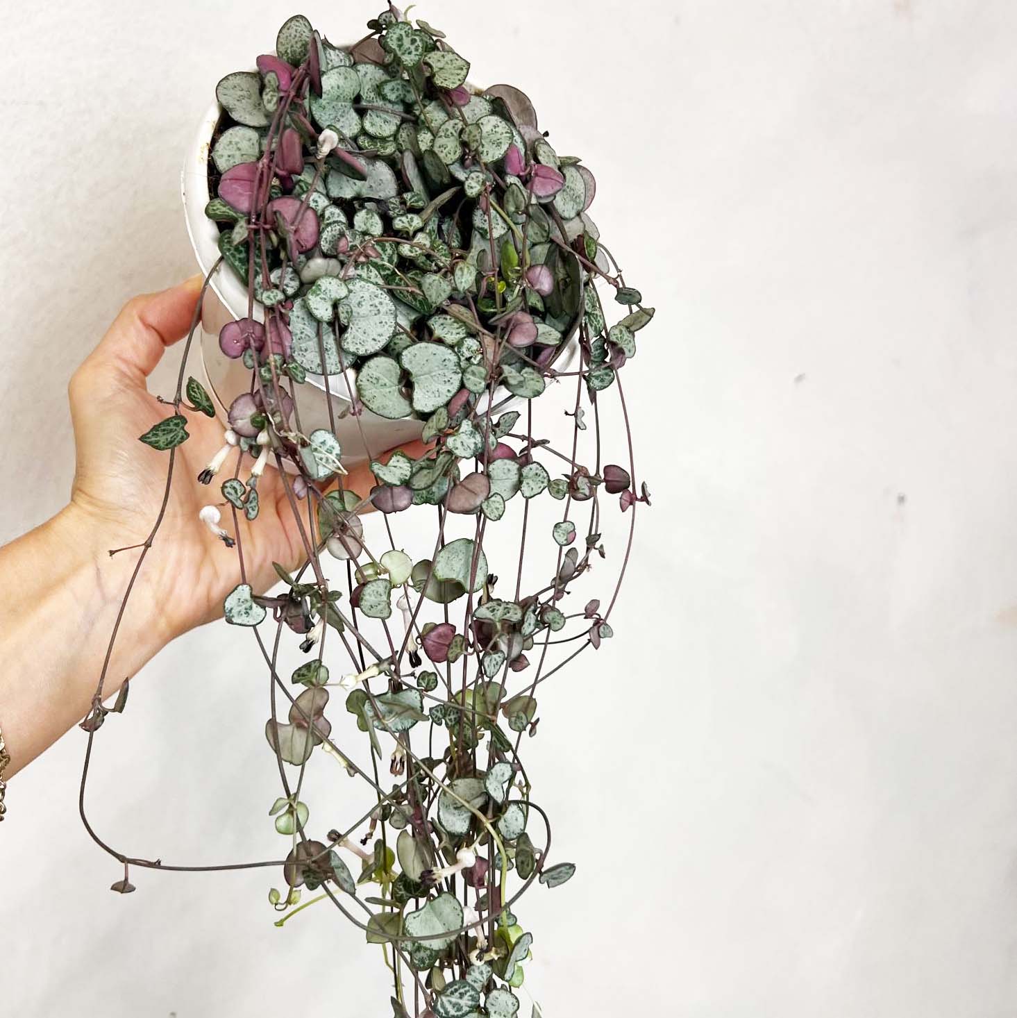 Ceropegia Silver Glory