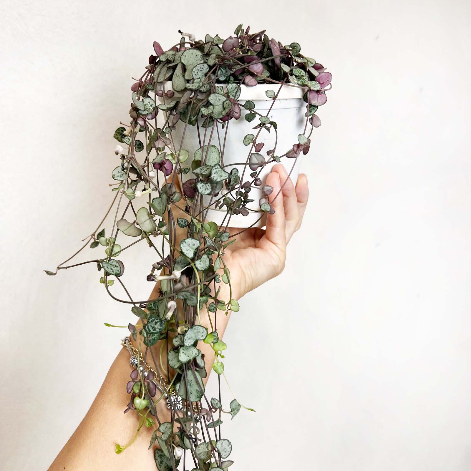 Ceropegia Silver Glory