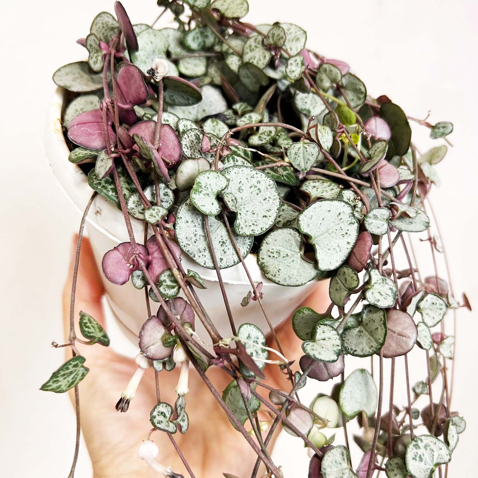 Ceropegia Silver Glory