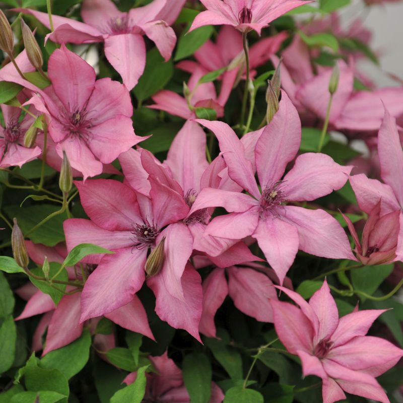 Clematis giselle
