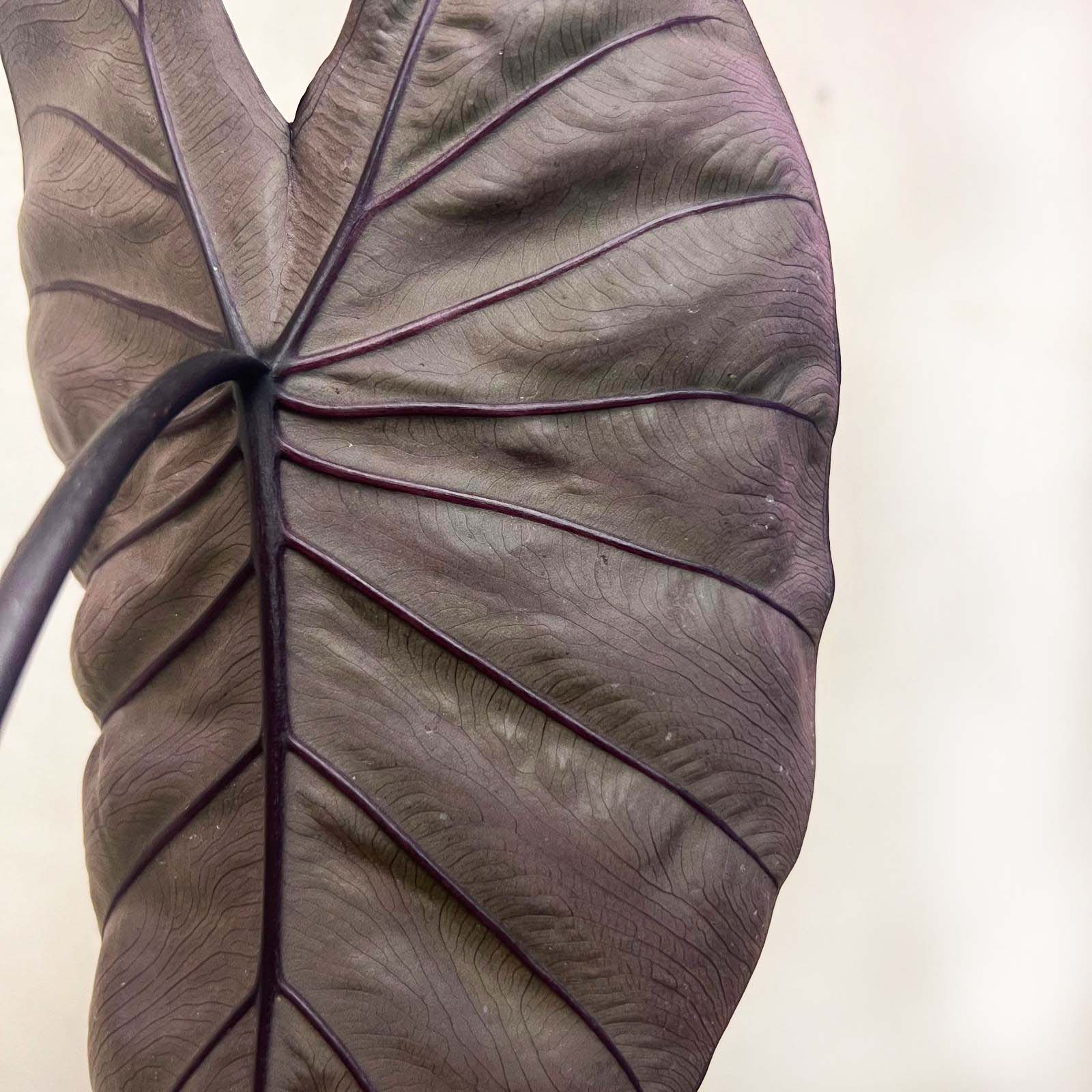 COLOCASIA BLACK MAGIC /pianta