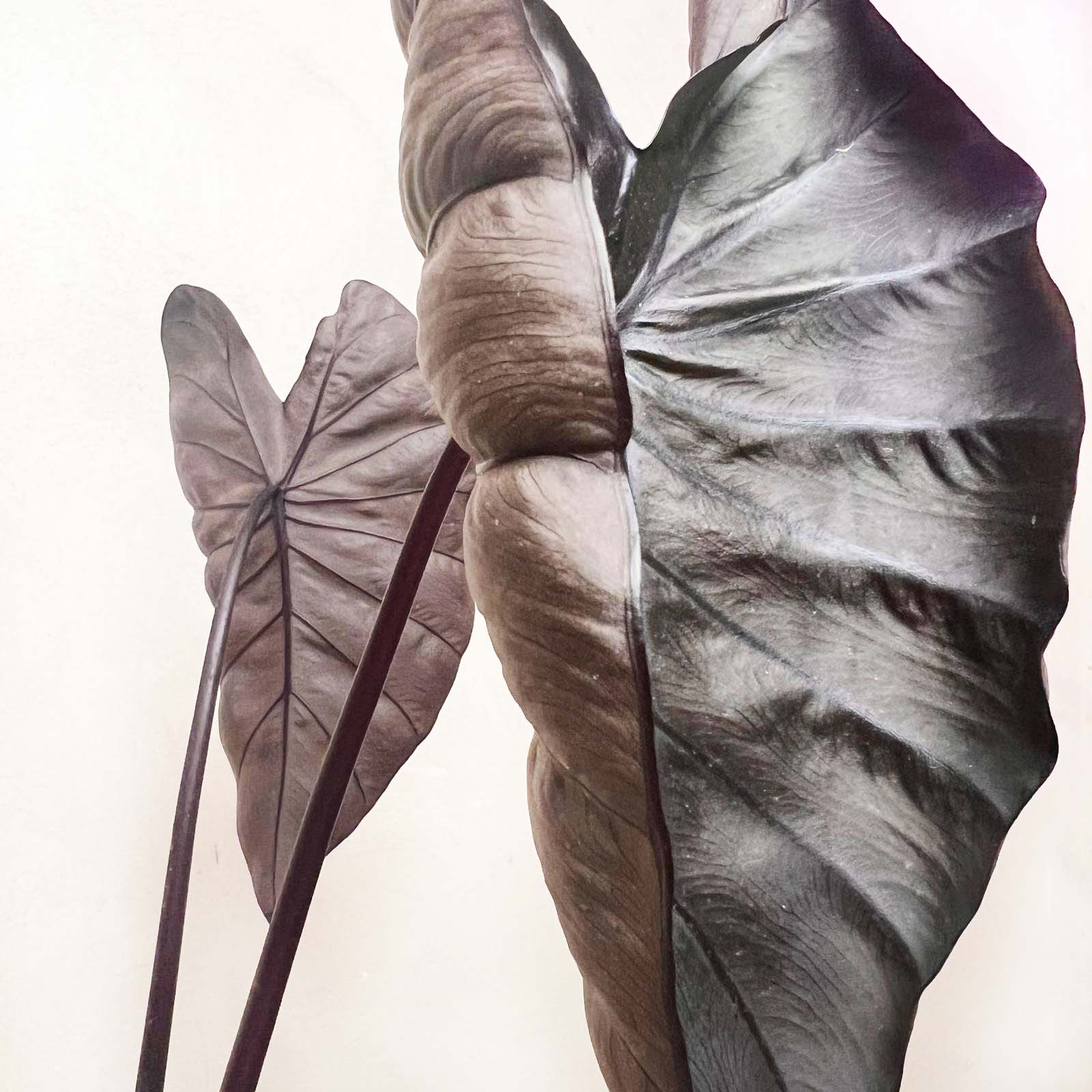 COLOCASIA BLACK MAGIC /pianta