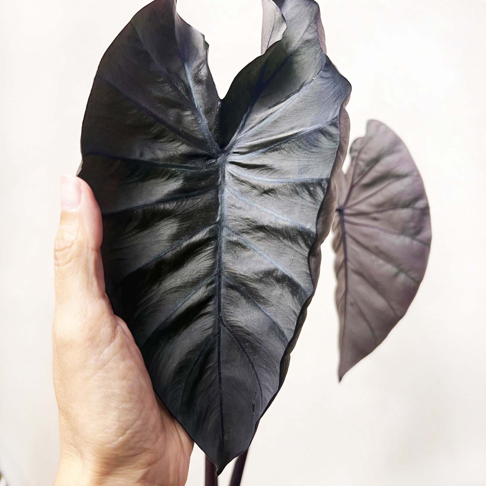 COLOCASIA BLACK MAGIC /pianta