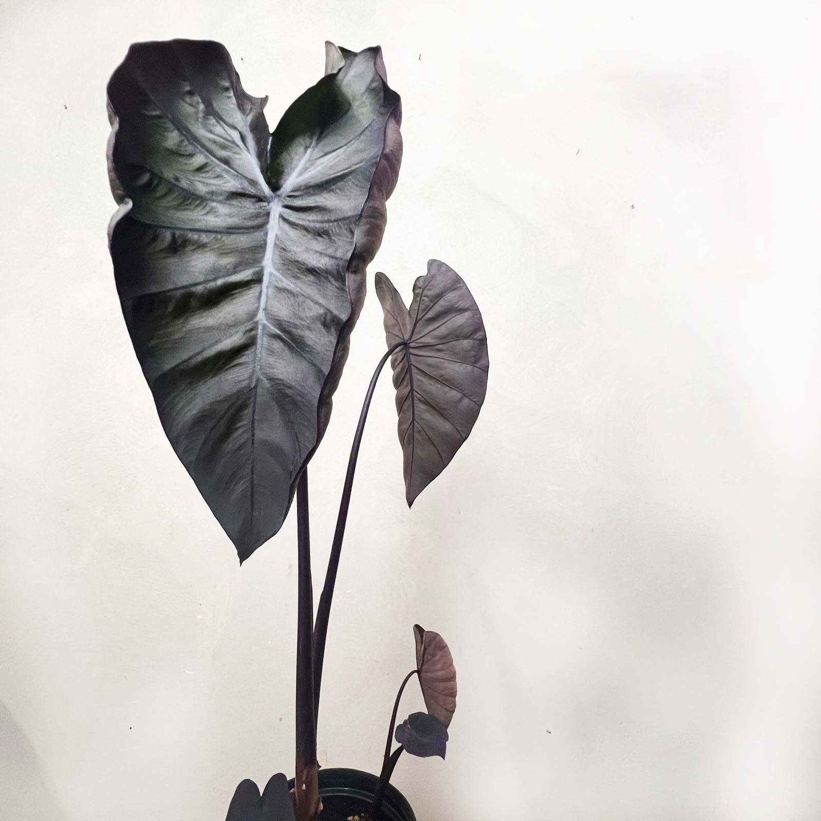 COLOCASIA BLACK MAGIC /pianta