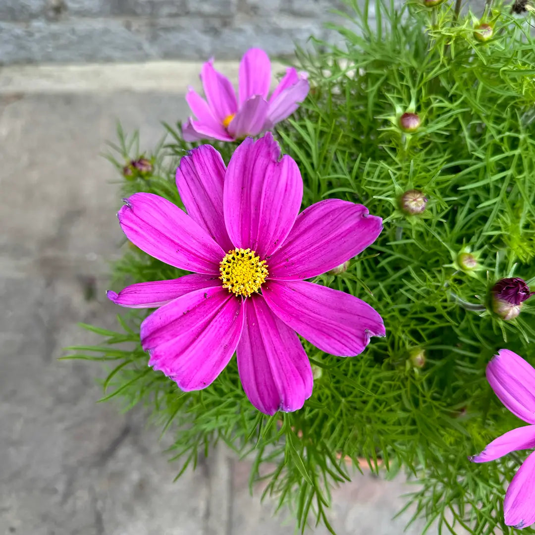 Cosmos