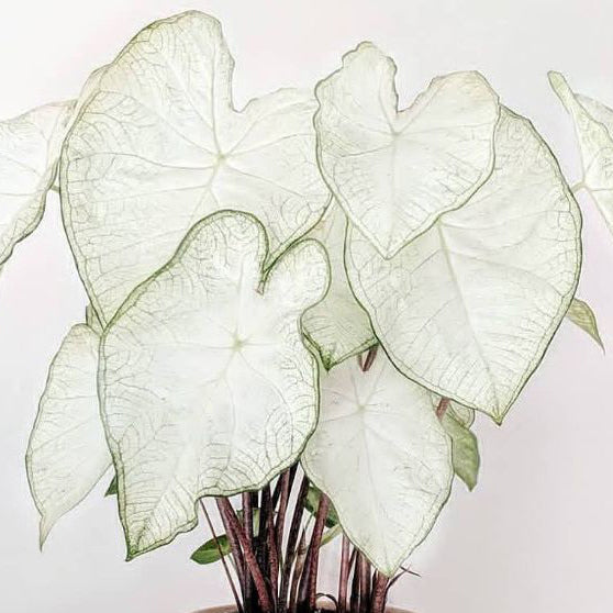 Caladium Florida Moonlight /jumbo