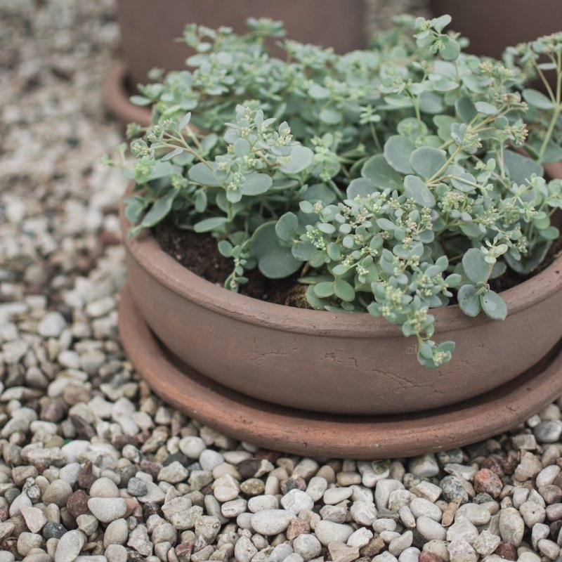 Vaso BOWL TERRA/brown