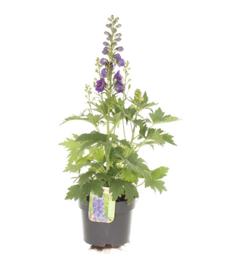 Delphinium  'Magic Fountains Darkblue Darkbee'