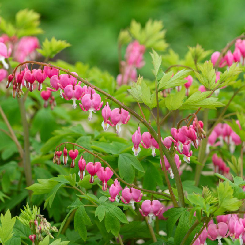 Dicentra spectabilis