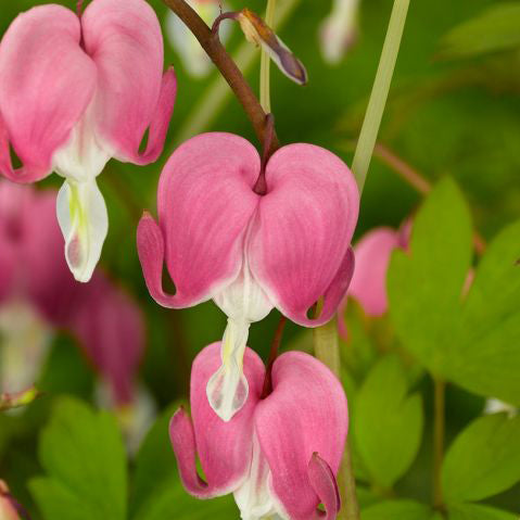 Dicentra spectabilis