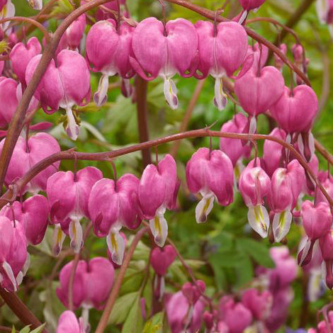 Dicentra spectabilis