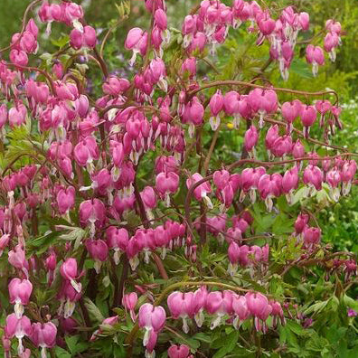 Dicentra spectabilis