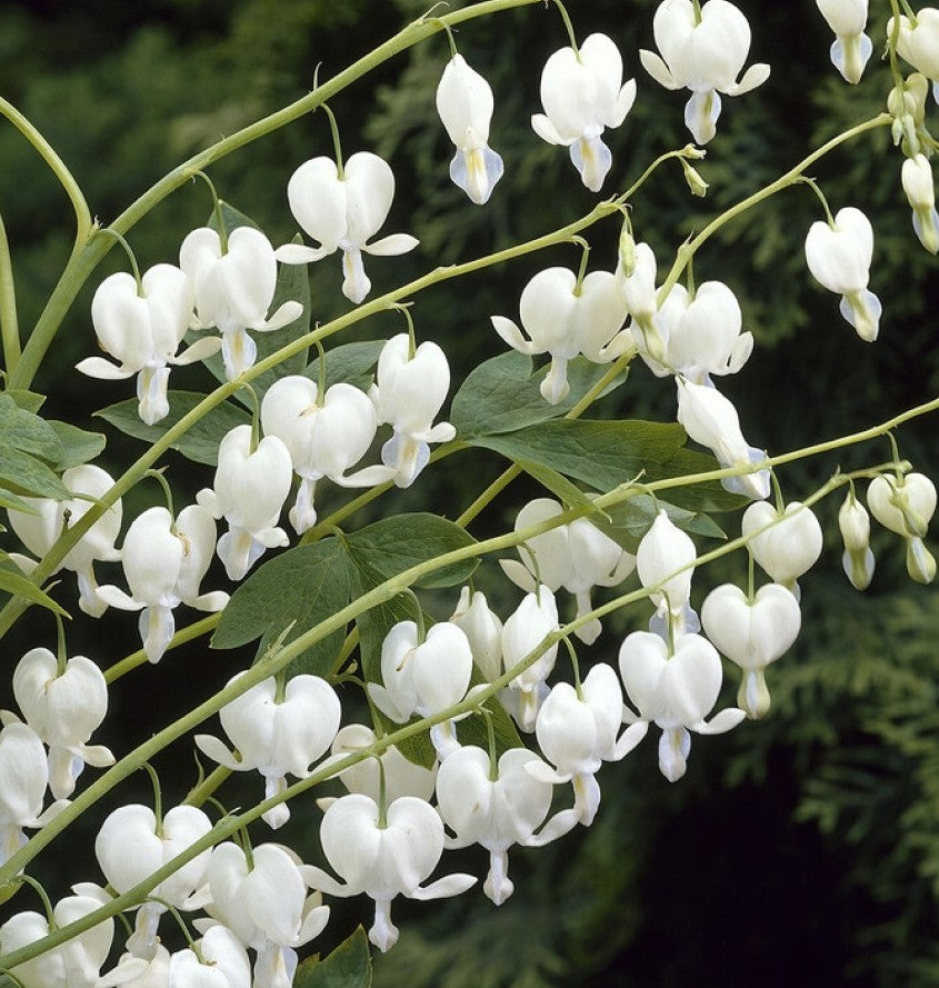 Dicentra spectabilis Alba