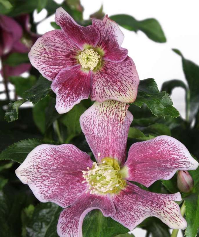 Helleborus orientalis Pink (Helleboro)