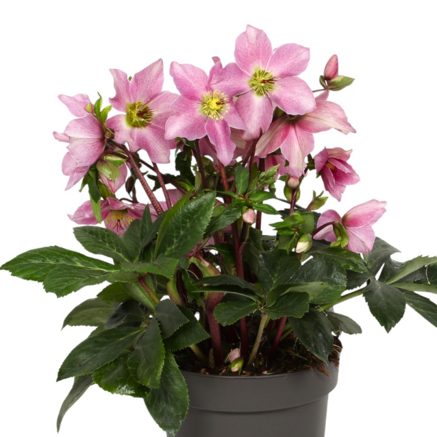 Helleborus Strawberry Moon