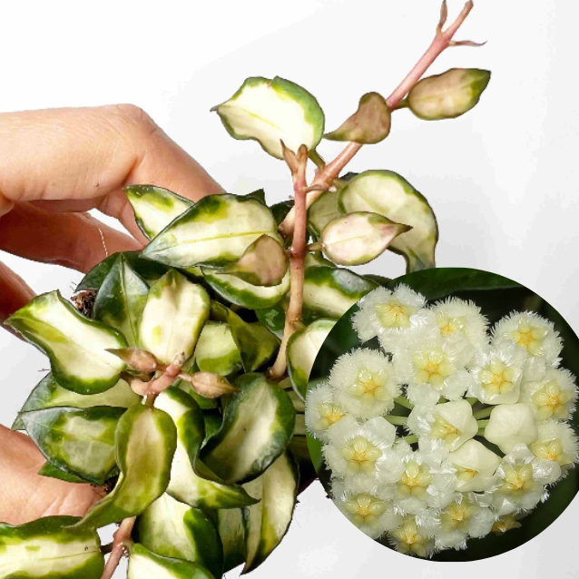 Hoya lacunosa Minara