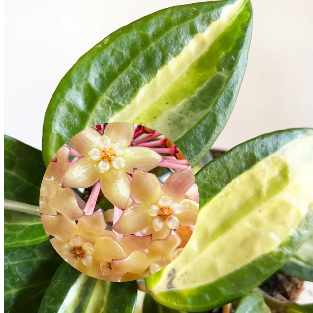 Hoya Pot of Gold