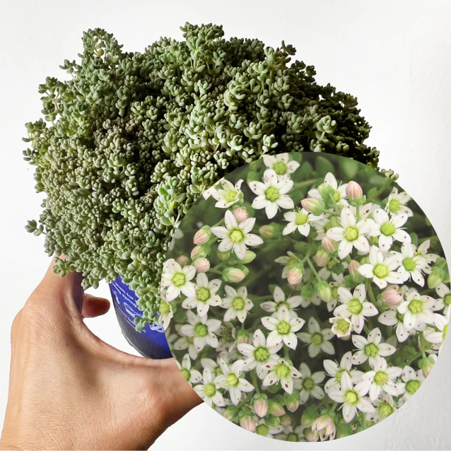 Sedum dasyphyllum 'Minor'