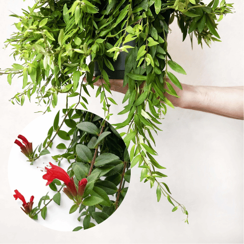 Aeschynanthus Japhrolepis